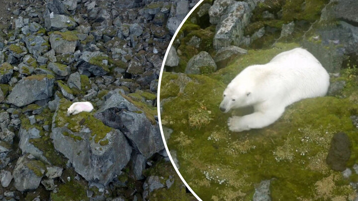 زندگی عجیب خرس قطبی در منطقه ای که برف ندارد! / فیلم