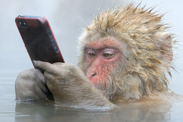 واکنش جالب و خنده دار میمون ها پس از دیدن عکس سلفی خود در تلفن همراه / فیلم