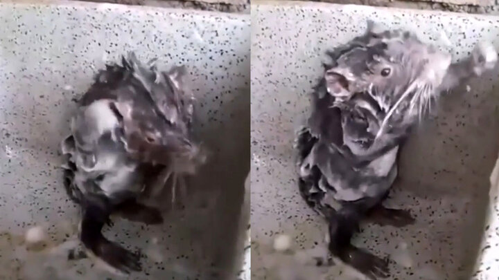 حمام کردن عجیب موش با شامپو | شستشوی بدن شبیه انسان / فیلم