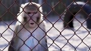 فرار میمون کرونایی از آزمایشگاه | درخواست مردم برای دستگیری حیوان فراری + جزییات ماجرا / فیلم