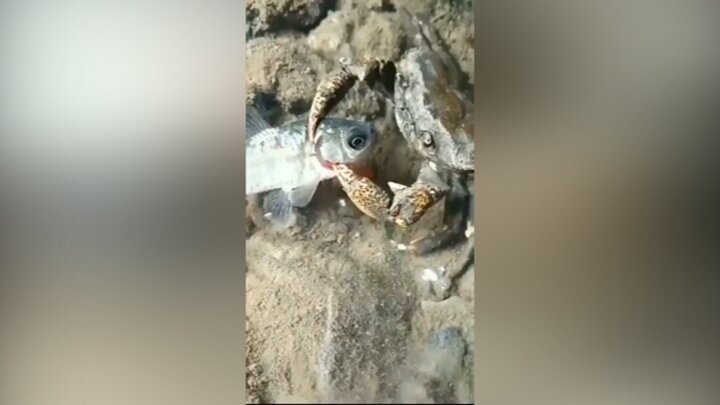 در آوردن چشم ماهی از حدقه توسط خرچنگ گرسنه / فیلم