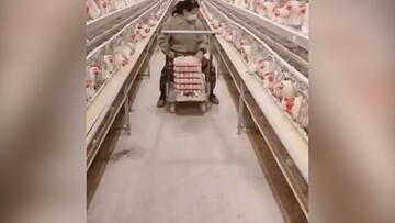 لحظه جمع آوری تخم مرغ ها در مرغداری صنعتی / فیلم
