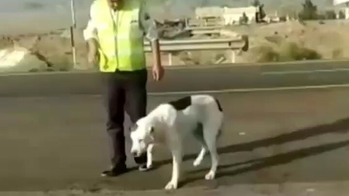 نجات جان سگ گرفتار در وسط اتوبان توسط پلیس مهربان / فیلم