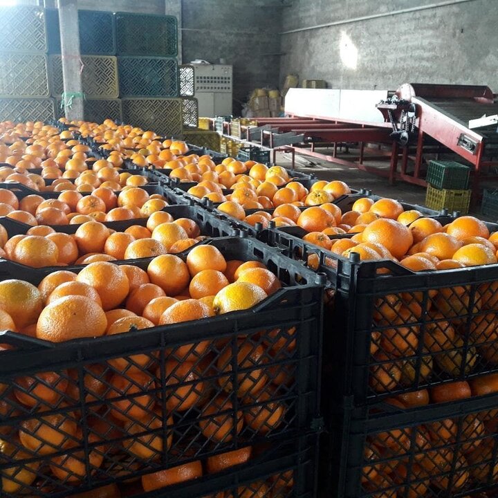 خرید ۲ هزار تُن پرتقال برای تنظیم بازار شب عید