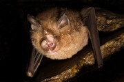 ارتباط منشأ کووید با ویروس‌های تازه کشف‌شده خفاش