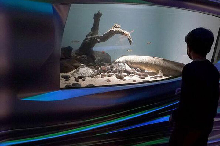 تصاویری از پیرترین ماهی‌ جهان با ۹۰ سال سن / فیلم