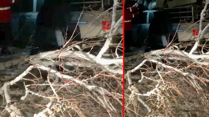 سقوط درخت ۱۵ متری بر روی یک خودرو در تبریز / فیلم