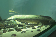 پیرترین ماهی آکواریومی جهان با ۹۰ سال سن | «متوشالح»  کیست؟ / فیلم