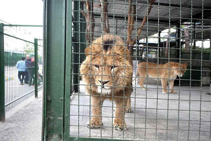 مرگ دلخراش نگهبان باغ وحش اراک در پی حمله شیر / فیلم