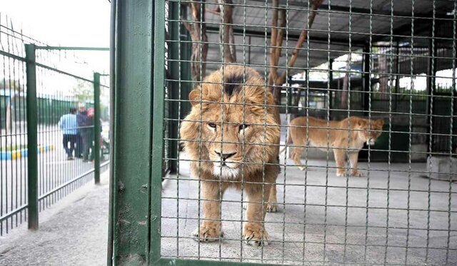 علت اصلی حمله شیرها به نگهبان باغ وحش اراک چه بود؟