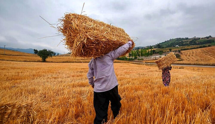 قیمت خرید تضمینی هر کیلو گندم در سال ۱۴۰۱ اعلام شد/حمایت از مصرف‌کننده از جیب کشاورز!