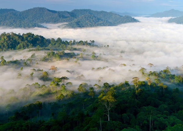 زیباترین جنگل‌های جهان کدامند؟