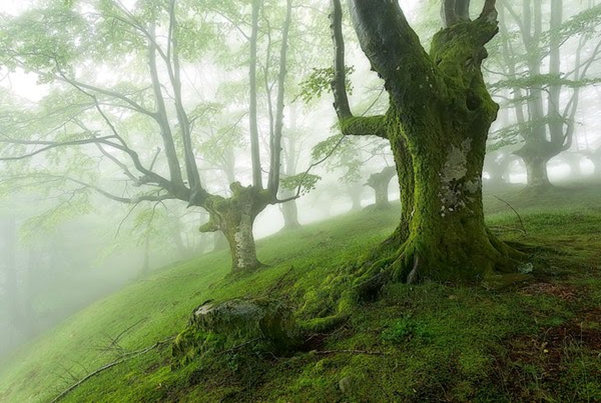 زیباترین جنگل‌های جهان کدامند؟