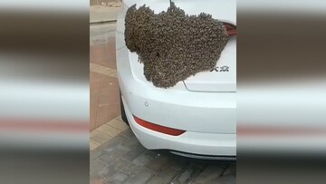 حمله دست جمعی زنبورها به یک خودرو / فیلم
