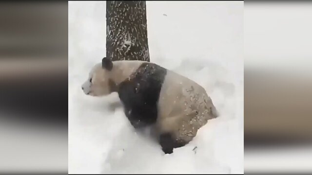 ویدیو تماشایی از برف بازی خرس پاندا 