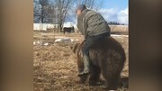 دوستی عجیب مرد شجاع با حیوان وحشی | خرس سواری مرد روسی/ فیلم
