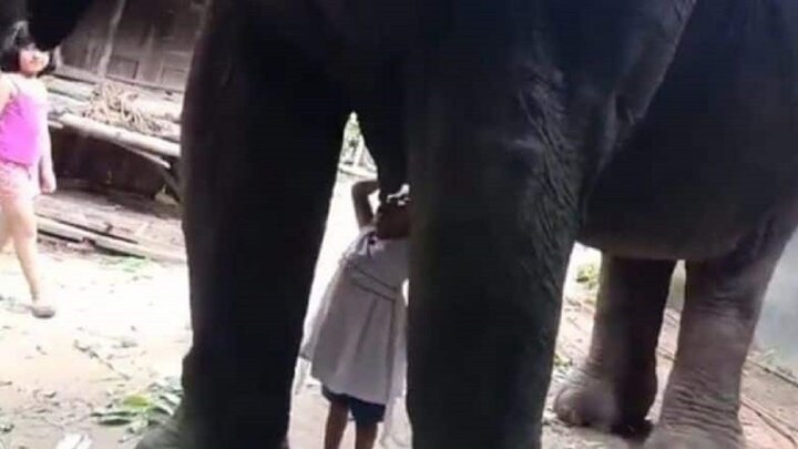 لحظه شیر خوردن کودک خردسال از پستان فیل! / فیلم