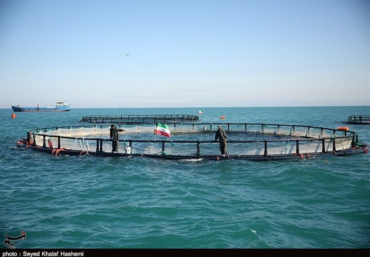 اضافه شدن ۵۰۰ تن به ظرفیت‌های تولید ماهی پرورشی استان بوشهر 