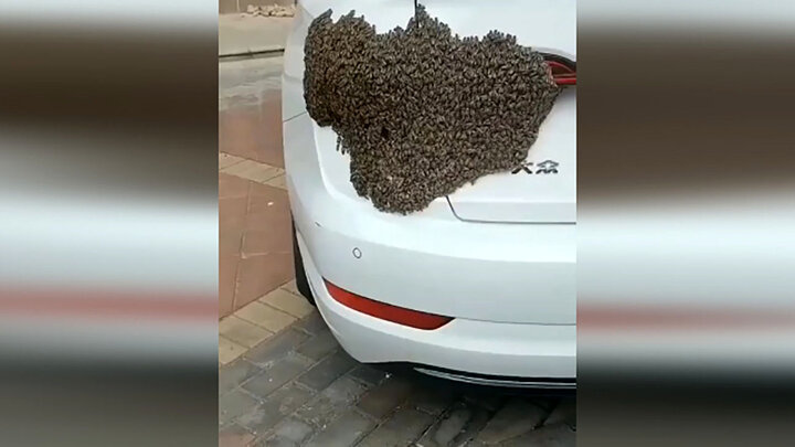 حمله زنبورها به خودروی یک زن / فیلم