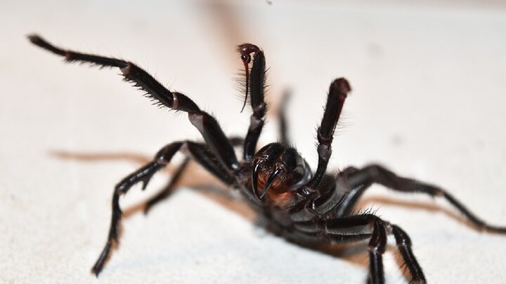 حقایقی جالب و عجیب درباره «نیش عنکبوت ها» که با شنیدن آن شگفت‌زده می‌شوید!