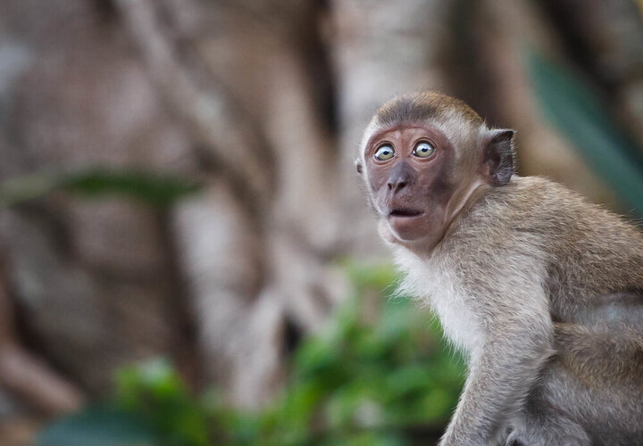 ویدیو خنده دار از تعجب یک میمون به شعبده‌بازی یک تماشاچی