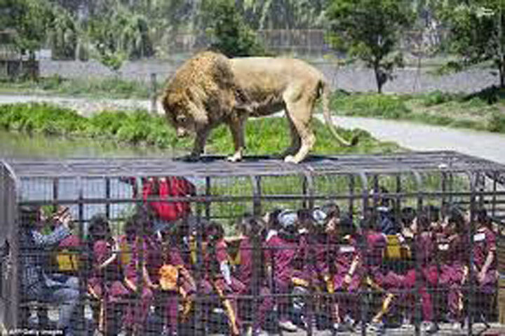 ترسناک ترین باغ وحش جهان | حیوانات آزاد و تماشاگران در قفس / فیلم