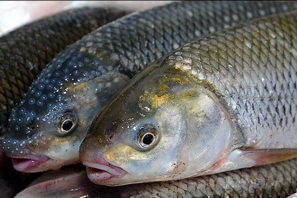 قیمت عجیب ماهی در بازار؛ ۷۰۰ گرم ماهی منجمد ۲۵۳ هزار تومان!