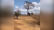 لحظه تخریب درخت توسط فیل عصبانی / فیلم