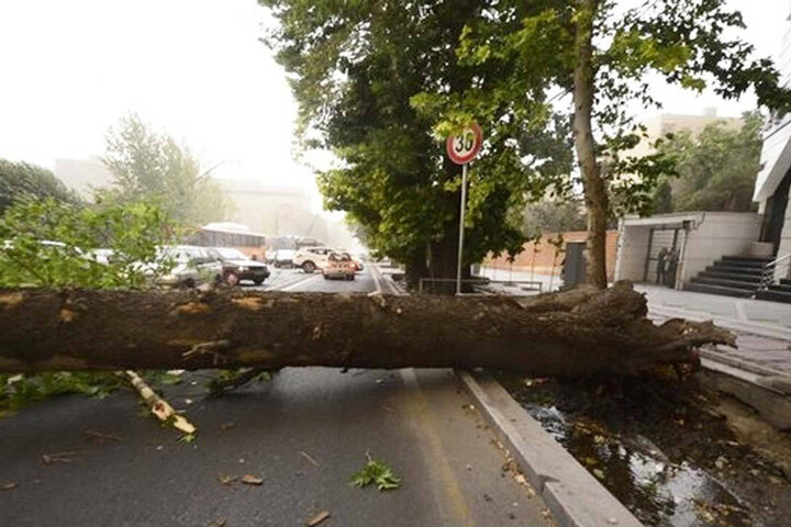  سقوط یک درخت چنار در خیابان ولیعصر بروی موتورسوار! / عکس