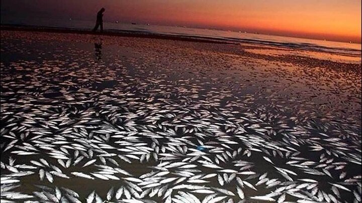 رها شدن ۱۰۰ هزار ماهی مرده در دریا به دلیل پارگی تور / فیلم