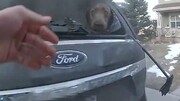 لحظه نجات سگ از داخل خودروی در حال انفجار / فیلم