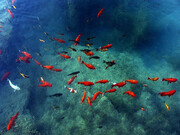 صدها ماهی رنگارنگ را در آکواریوم طبیعی کوهبنان تماشا کنید