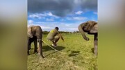 حرکات نمایشی با طناب توسط چند مرد پارکورکار با کمک ۲ فیل / فیلم