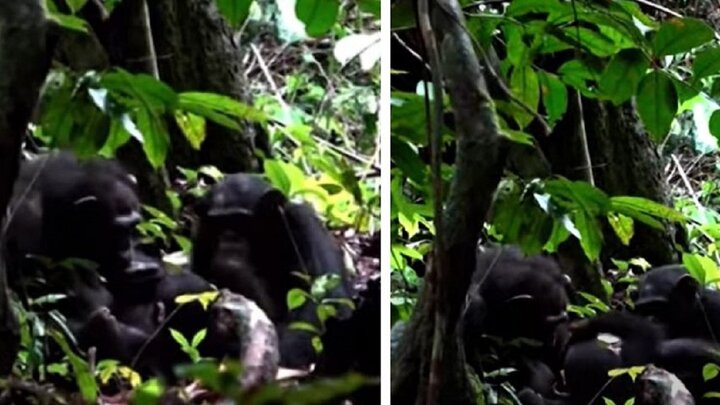 ویدیو دیدنی از تلاش شامپانزه برای درمان زخم پسرش