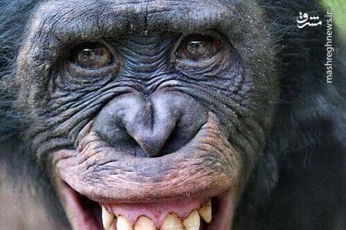 شامپانزه‌ای که نحوه استفاده از ناخن گیر را بلد است! / فیلم