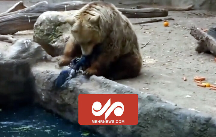 ویدیو باورنکردنی از نجات کلاغ توسط خرس قهوه ای