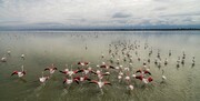 کاهش جمعیت پرندگان مهاجر در مازندران