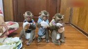 این بچه میمون‌ها عاشق گریپ فروت هستند! / فیلم