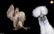 برگزاری نمایشگاه انتخاب زیباترین مرغ جهان / فیلم