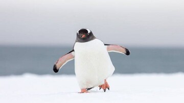 ویدیو دیدنی از پیاده روی پنگوئن‌ها در قطب