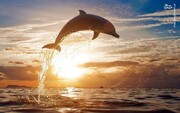 تصاویر تماشایی از موج سواری دلفین‌ها بر آب‌های نیلگون / فیلم