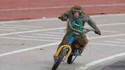 ویدیو خنده دار و عجیب از دوچرخه سواری میمون ها