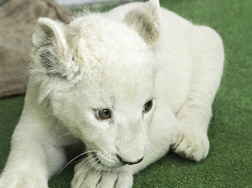 ویدیو تماشایی از تولد توله شیر سفید بامزه در باغ وحش دزفول