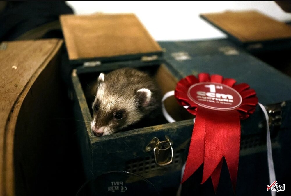 تصاویری از عجیب ترین مسابقات جهان بین گونه‌ای از حیوانات