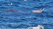 تصاویر دلخراش از حمله مرگبار کوسه سفید به شناگر انگلیسی / فیلم