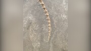 ویدیو دیده نشده از کشف فسیل کروکودیل ۱۸۰ میلیون ساله