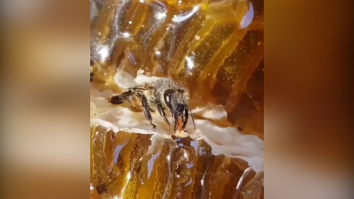ویدیو دیده نشده از لحظه تخلیه شهد از خرطوم زنبور عسل 