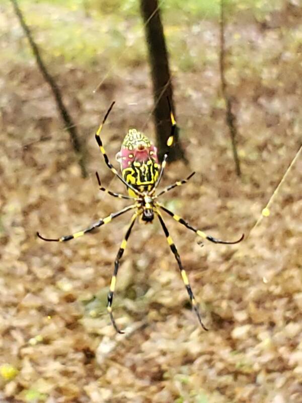 عکسی با کیفیت از عنکبوتی غول پیکر که تارهایی طلایی می‌تند