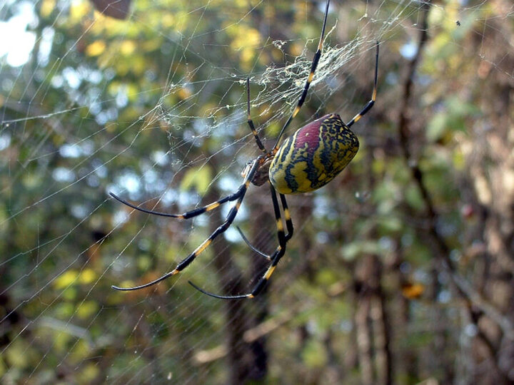 عکسی با کیفیت و زیبا از عنکبوتی غول پیکر که تارهایی طلایی می‌تند