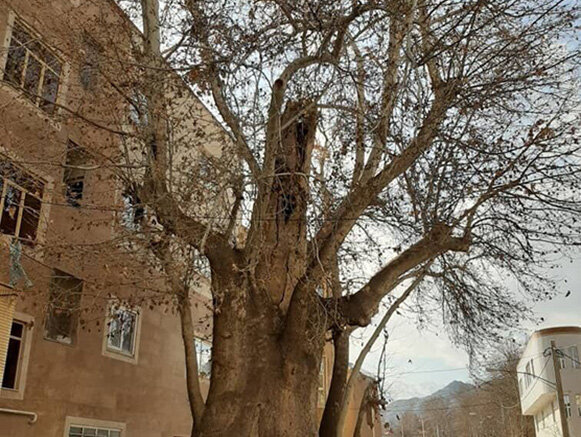 درخت چنار رهن نطنز درختی عظیم الجثه در اصفهان 